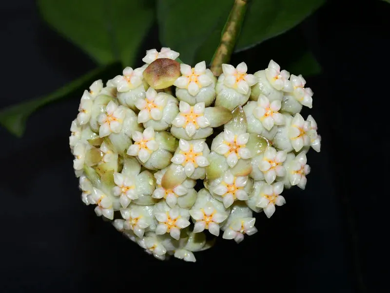 Plant and Stories Hoya Crassipetiolata plante pot 6 cm charnue
