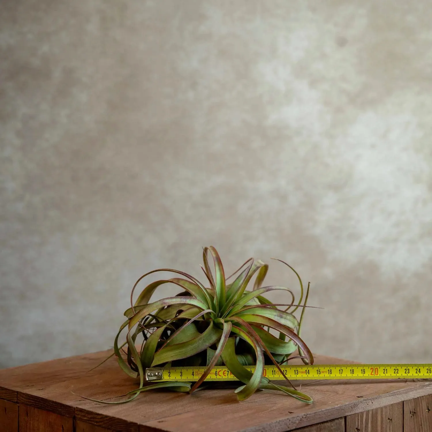 Airplantshop Eric Knobloch plante hybride terrarium S-M