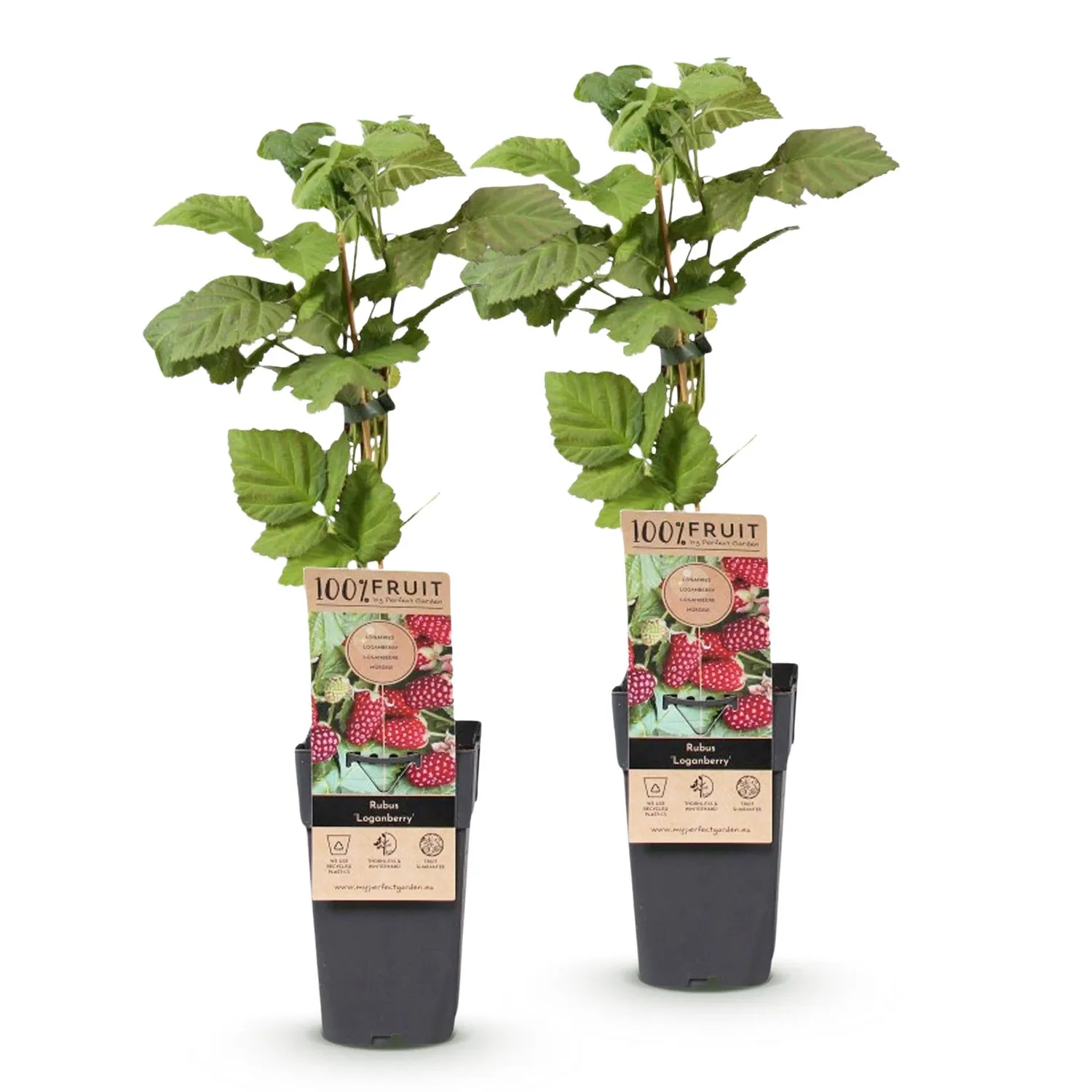 Plant and Stories Thornless Loganberry mûre fruitier 2 plants sans épines