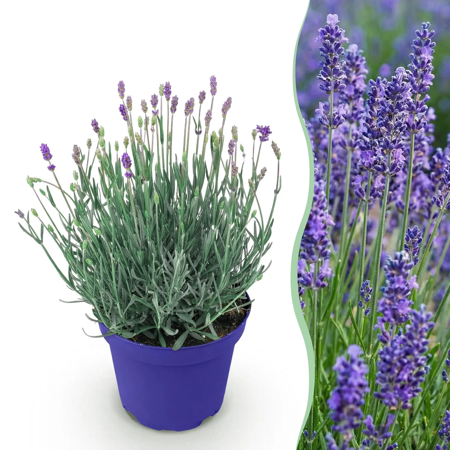 Plant and Stories Hidcote lavande pot 12 cm 1 plant rustique