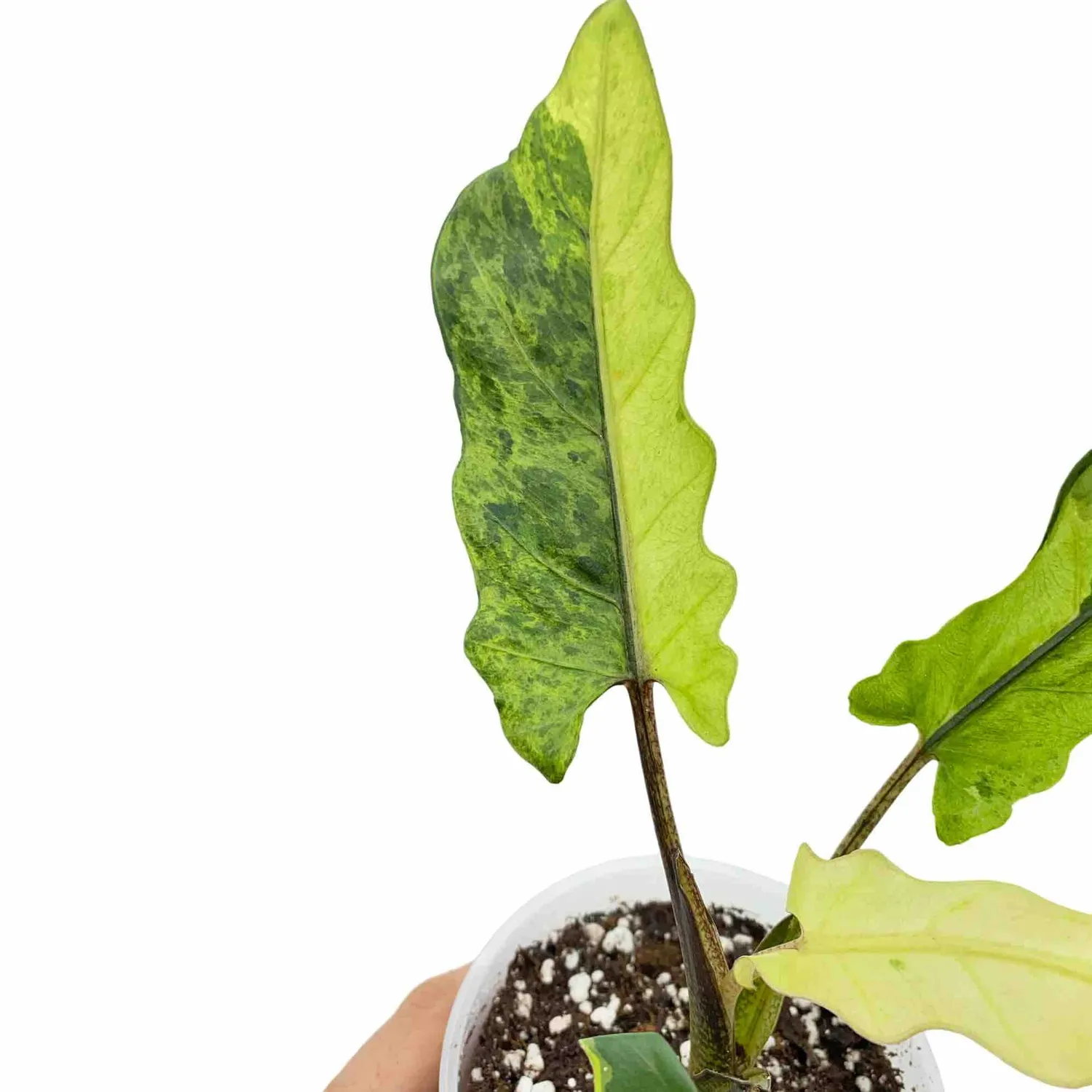Plant and Stories Alocasia Lauterbachiana Variegata plante pot 6cm panachée
