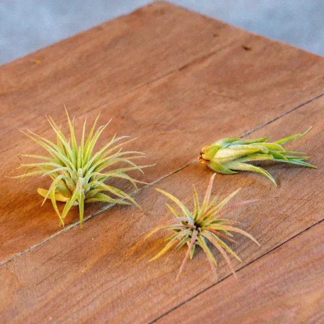 Airplantshop Ionantha plantes aériennes x3 3cm