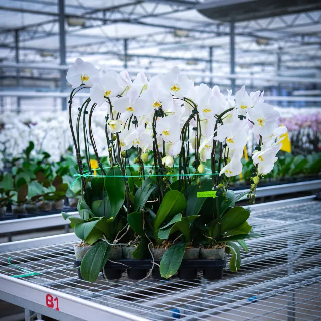 Orchidées de Prestige Brut Cascade Blanc phalaenopsis 10cm
