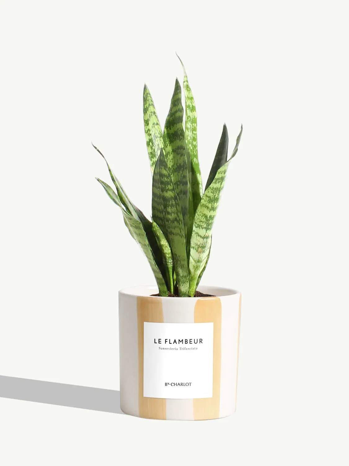By Charlot Le Flambeur plante verte sansevieria S
