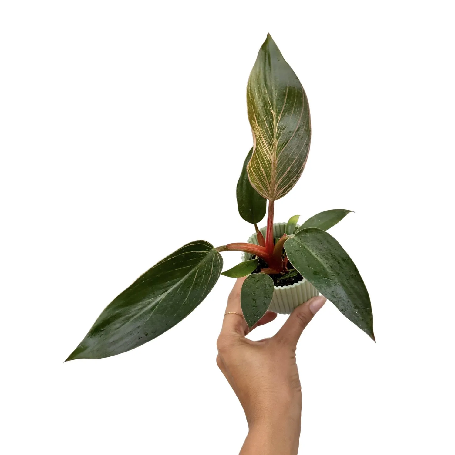 Plant and Stories Philodendron Pink Birkin plante pot 6 cm rayée