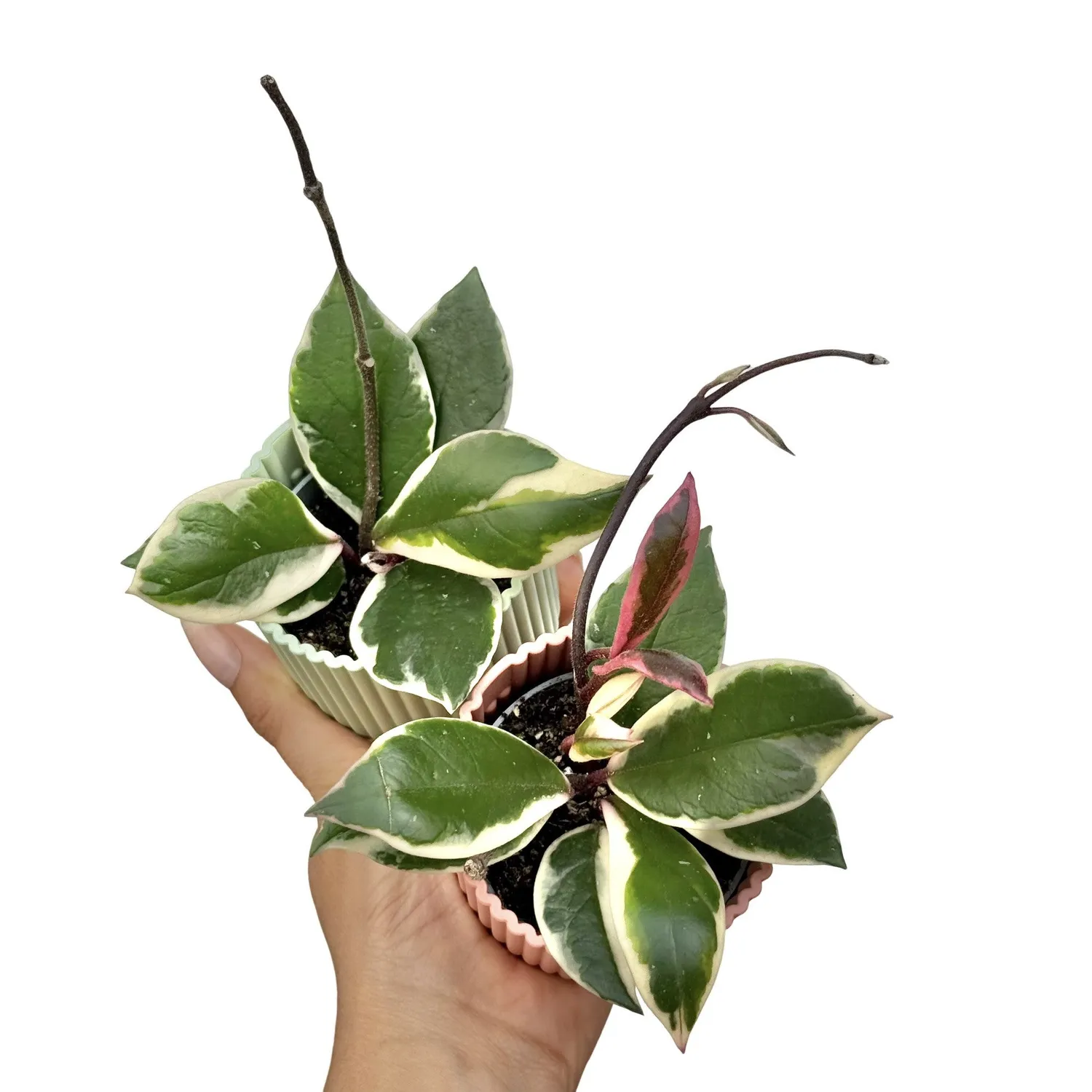 Plant and Stories Hoya Carnosa Flamingo Dream plante 6 cm rose