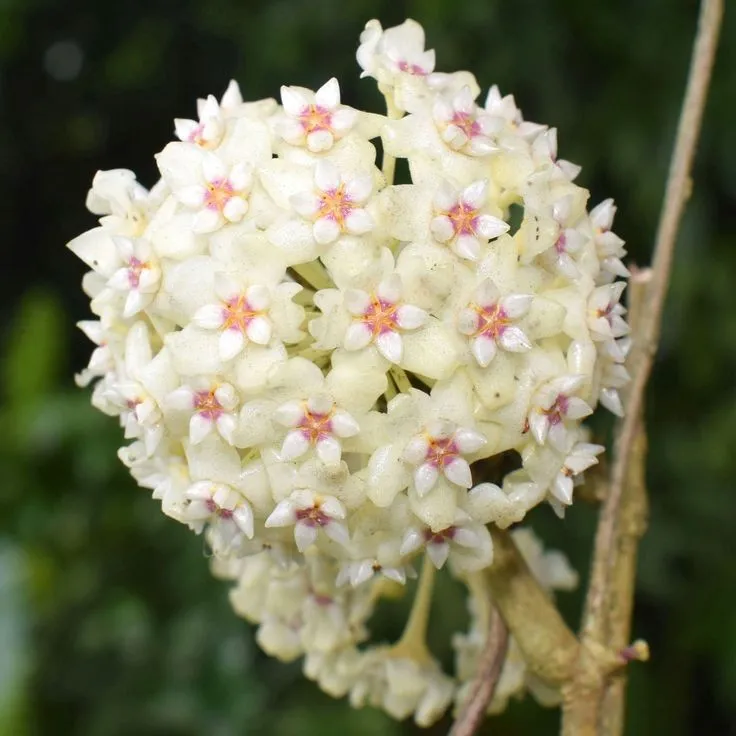 Plant and Stories Parasitica hoya pot 6 cm grimpante