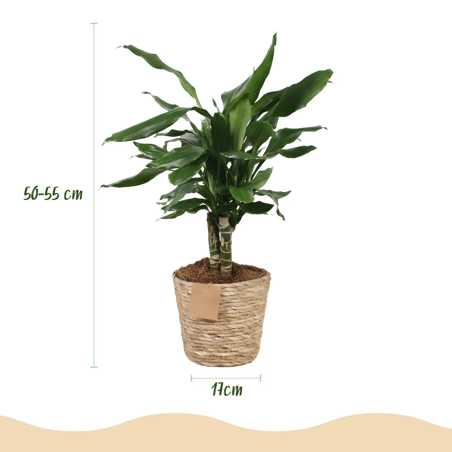 Plant and Stories Dracaena fragrans Steudneri plante verte pot 17 cm