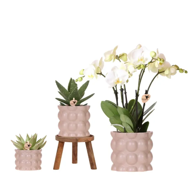 Plant and Stories Phalaenopsis Ghent orchidée blanche coffret