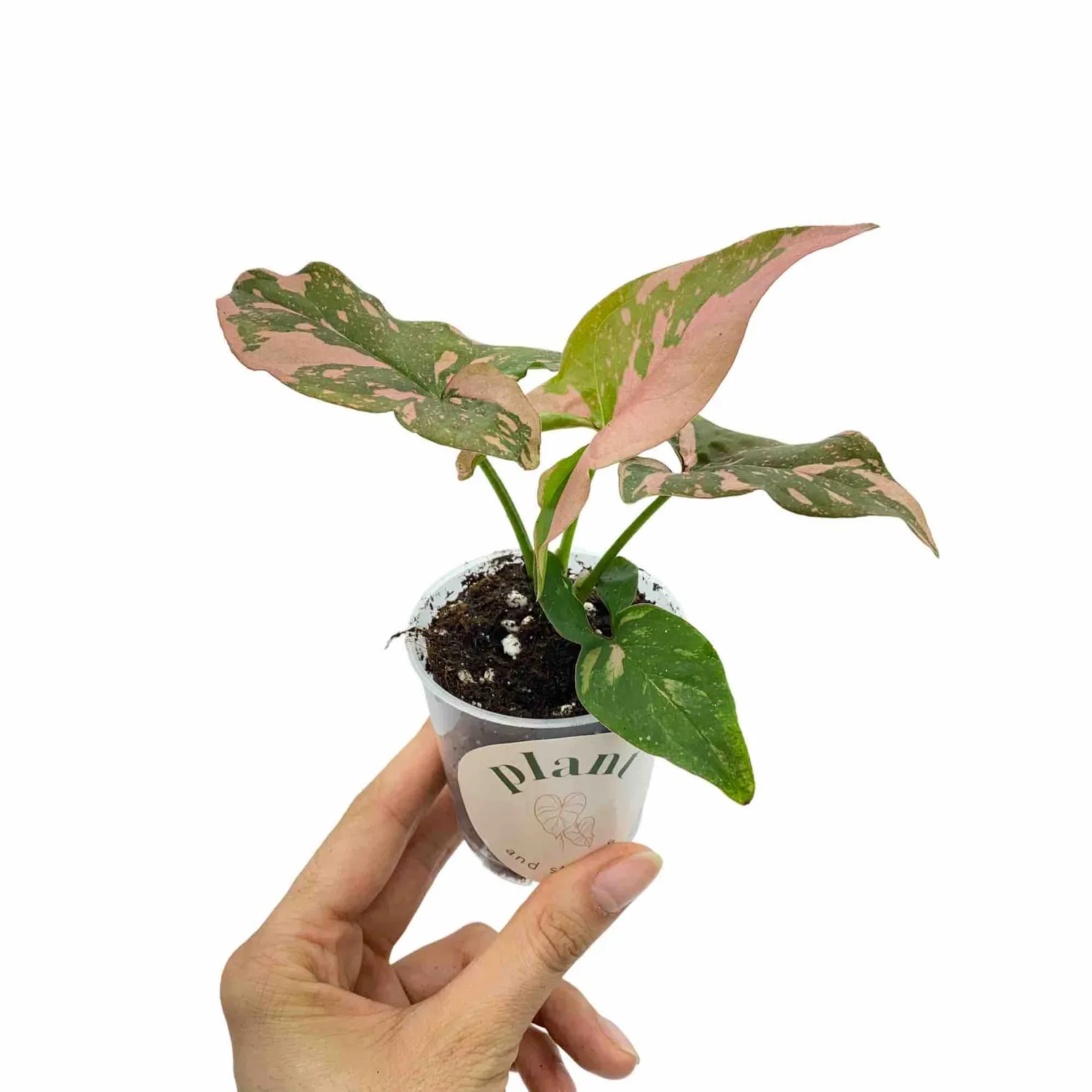 PLANT AND STORIES Syngonium Red Spot plante pot 6 cm rose