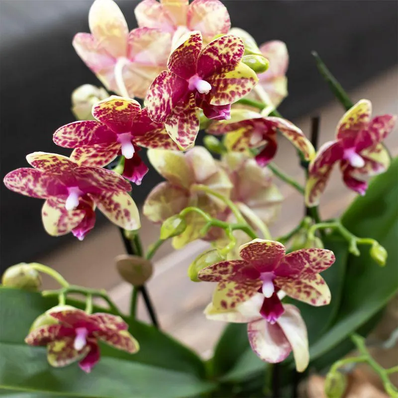 Plant and Stories Grosetto orchidée phalaenopsis orange pot 9 cm
