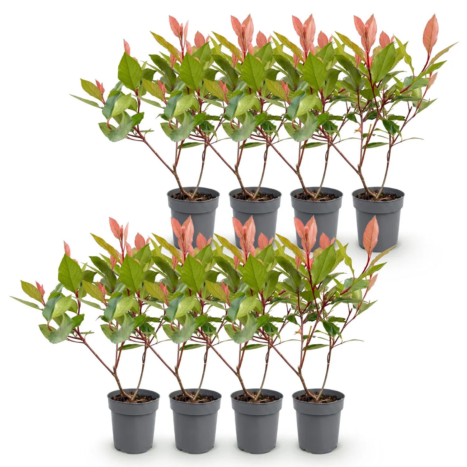 Plant and Stories Photinia Little Red Robin haie 8 plants persistante