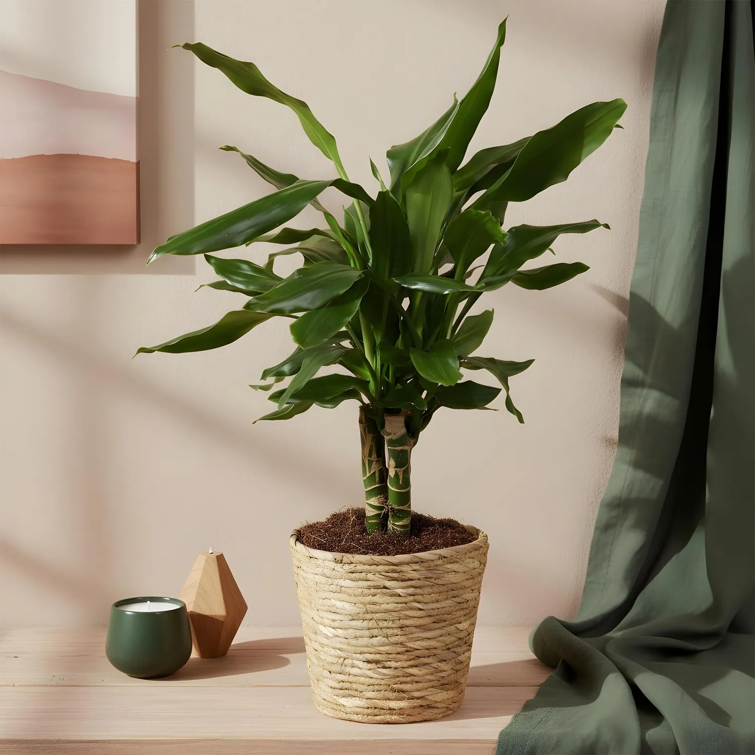 Plant and Stories Dracaena fragrans Steudneri plante verte pot 17 cm