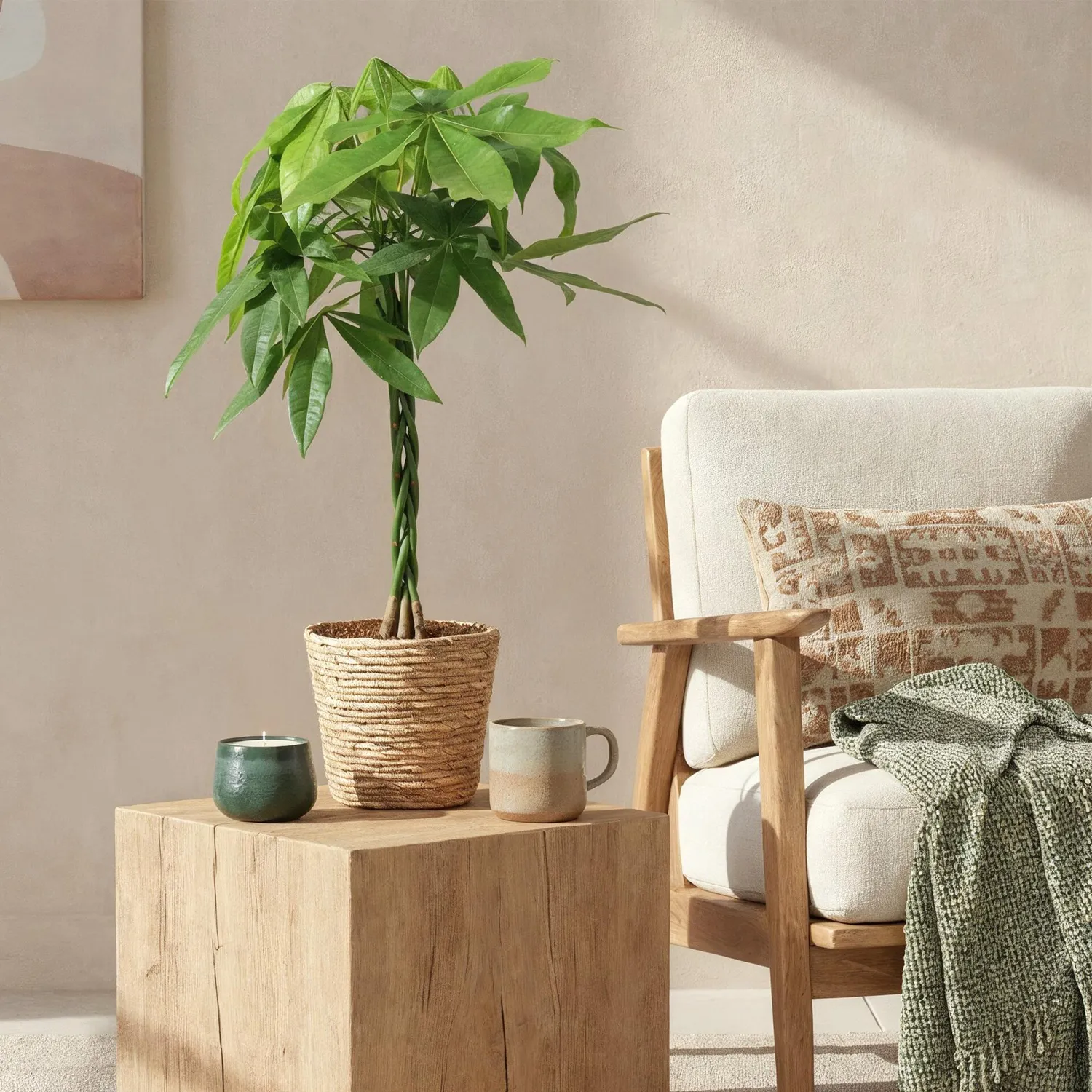 PLANT AND STORIES Pachira Aquatica arbre à argent 80 cm panier