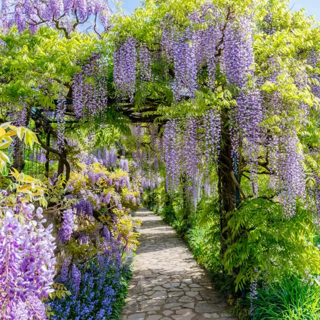 PLANT AND STORIES Glycine Prolific Wisteria grimpante pot 11 cm 40 cm