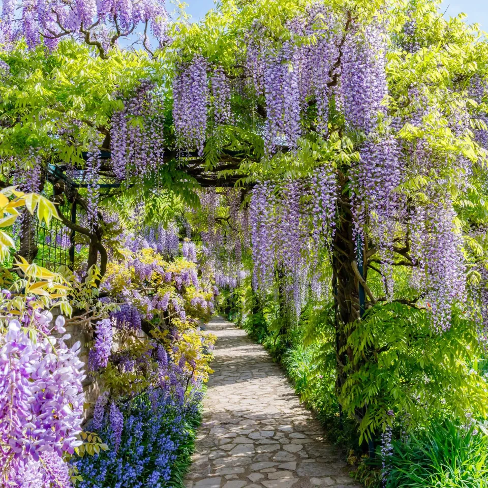 PLANT AND STORIES Glycine Prolific Wisteria grimpante pot 11 cm 40 cm