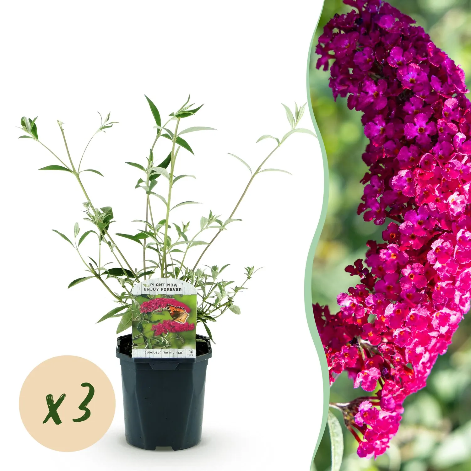 Plant and Stories Buddleia Royal Red arbuste pot 17cm rouge