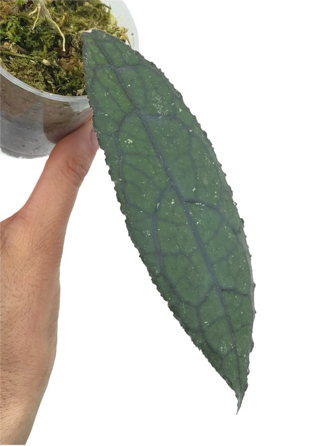Plant and Stories Hoya Clemensiorum plante pot 6cm velouté
