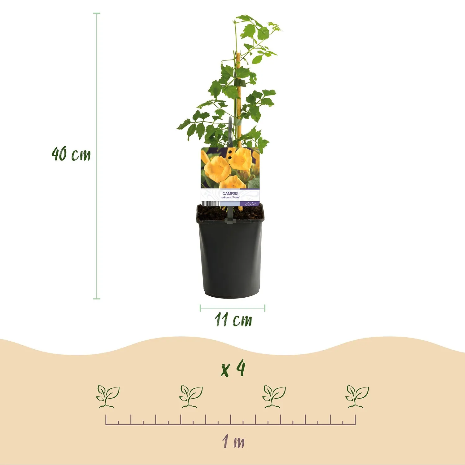 Plant and Stories Bignone Flava plante grimpante jaune lot 11 cm