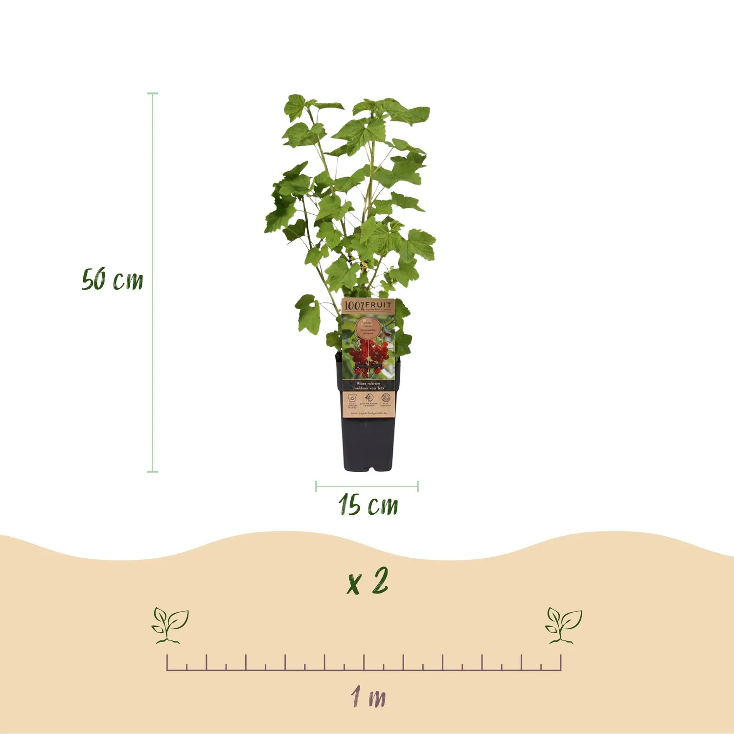 PLANT AND STORIES Groseillier Jonkheer van Tets plant lot 2 pot 15 cm