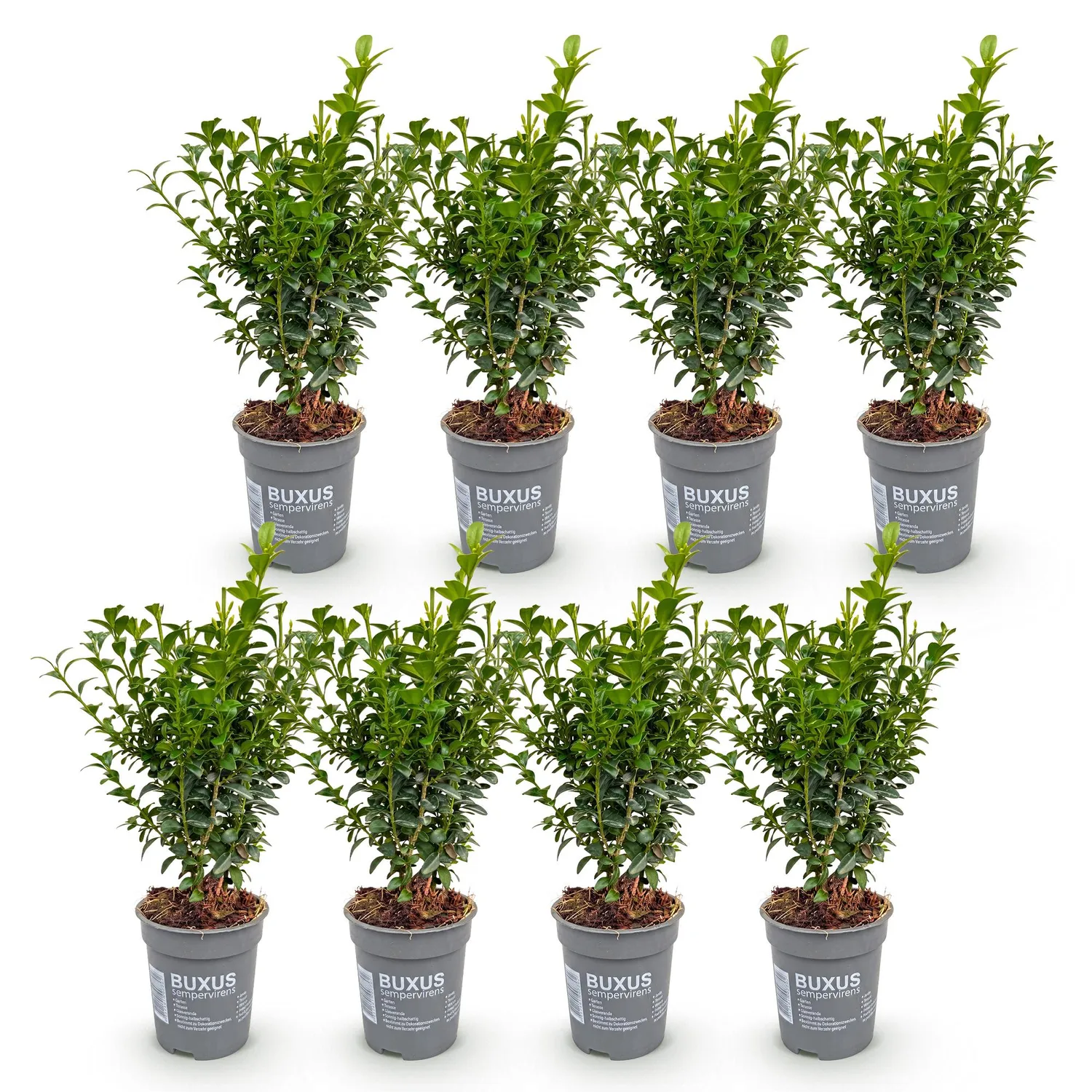 Plant and Stories Buxus buis haie 8 plants pot 9 cm