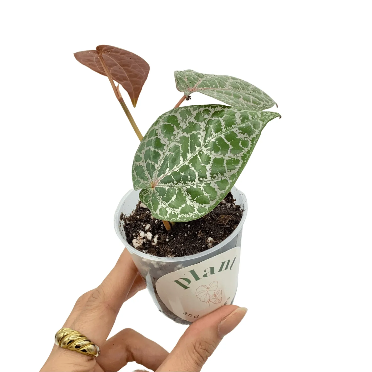 Plant and Stories Piper Crocatum Ornatum liane pot 6 cm cuivrée