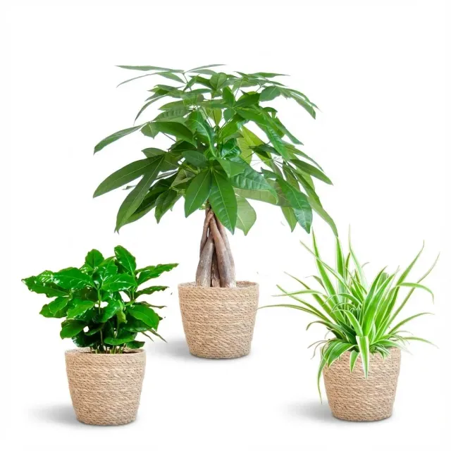 Plant and Stories Box 3 plantes pet-friendly pot 12cm sûre