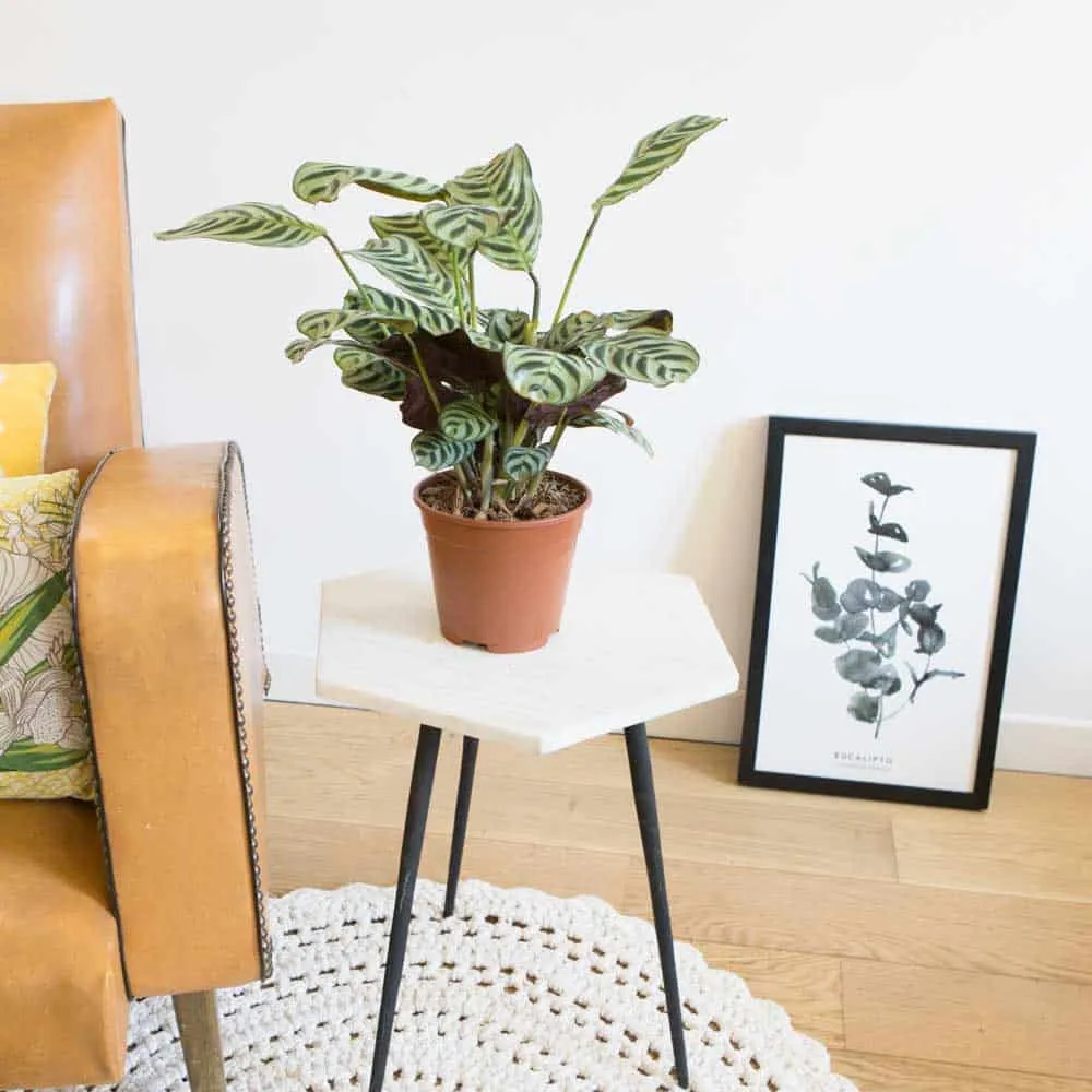 Réconciliation Végétale Chloe calathea amabilis plante prière