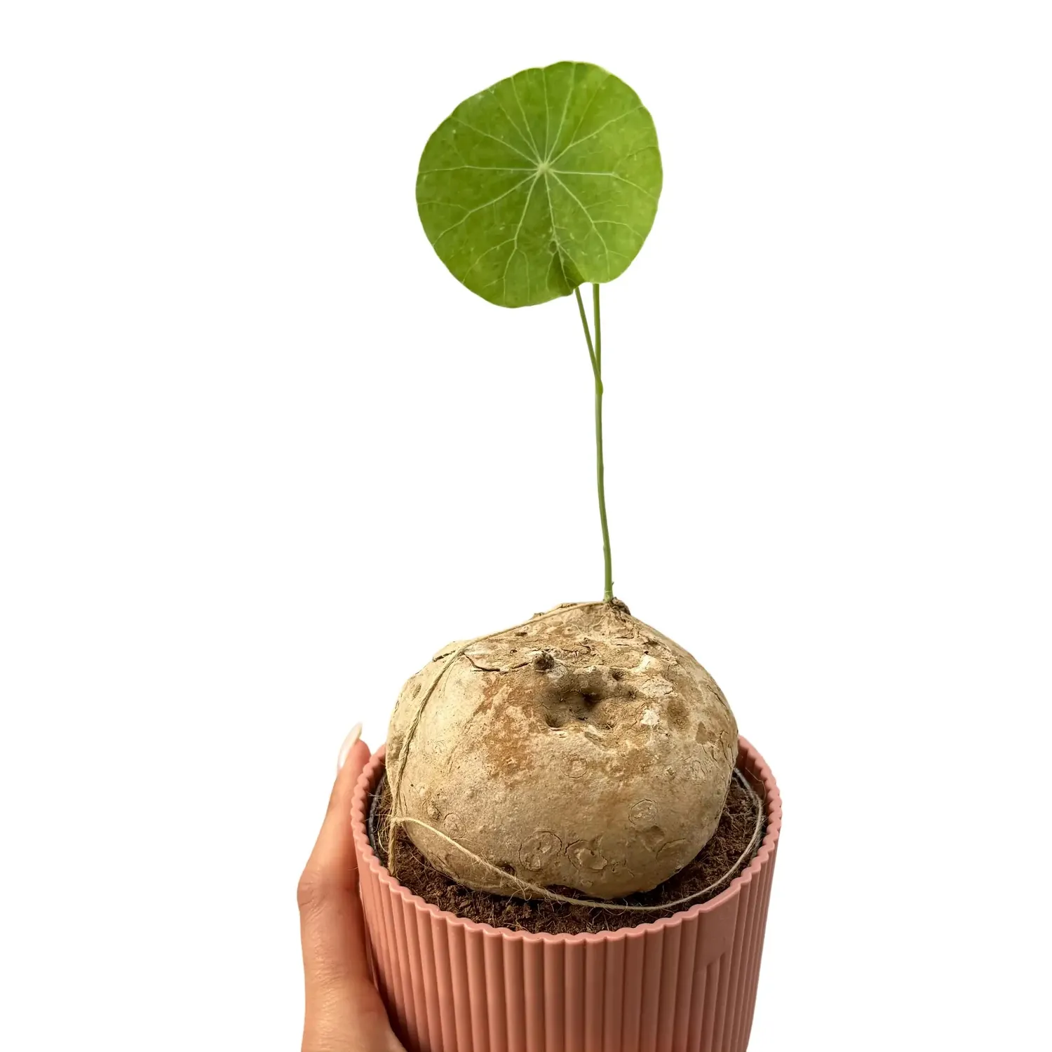 Plant and Stories Stephania Erecta plante caudex pot 11 cm