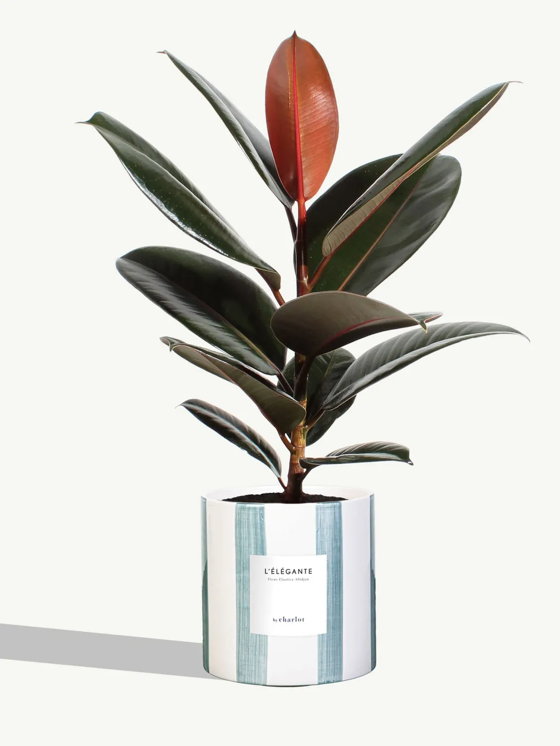 By Charlot L'Élégante plante ficus M