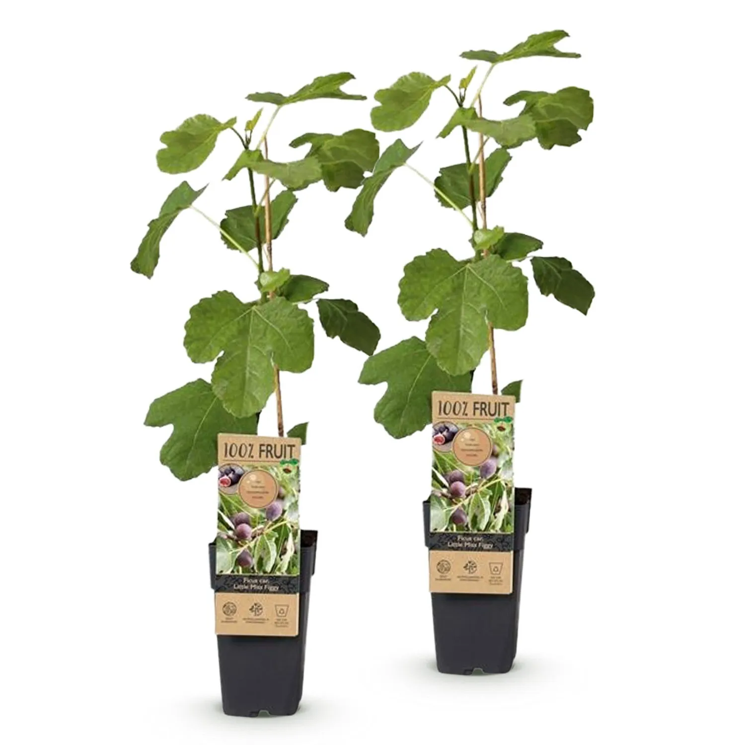 Plant and Stories Little Miss Figgy figuier lot 2 pots 15 cm 50 cm