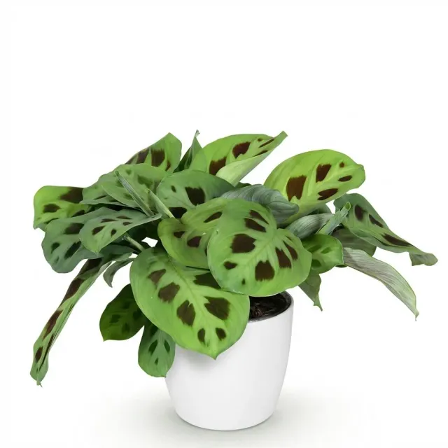 Plant and Stories Maranta Fascinator Kerchoveana plante 12cm