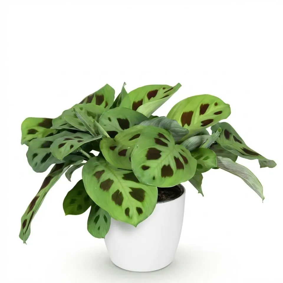 Plant and Stories Maranta Fascinator Kerchoveana plante 12cm
