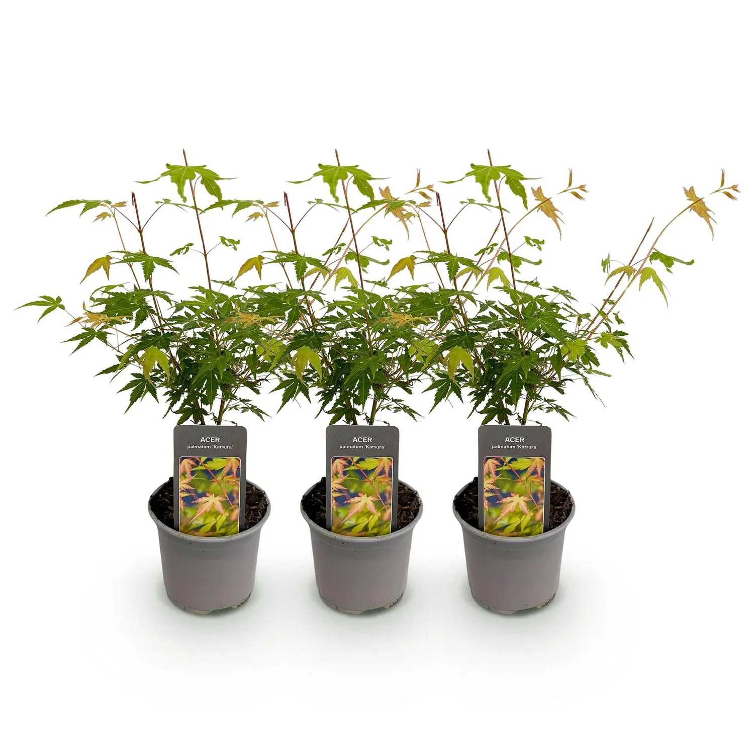 Plant and Stories Katsura érable du Japon 1 plant pot 12 cm