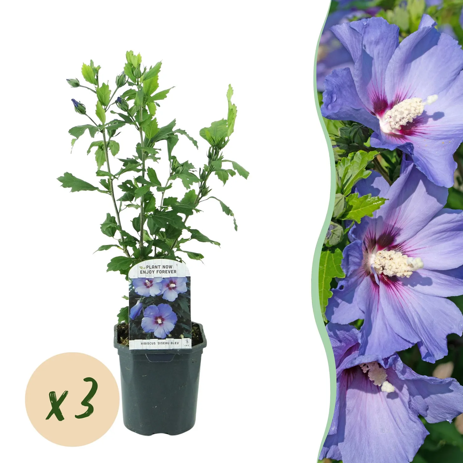 Plant and Stories Hibiscus Oiseau Bleu arbuste 1 plant bleu
