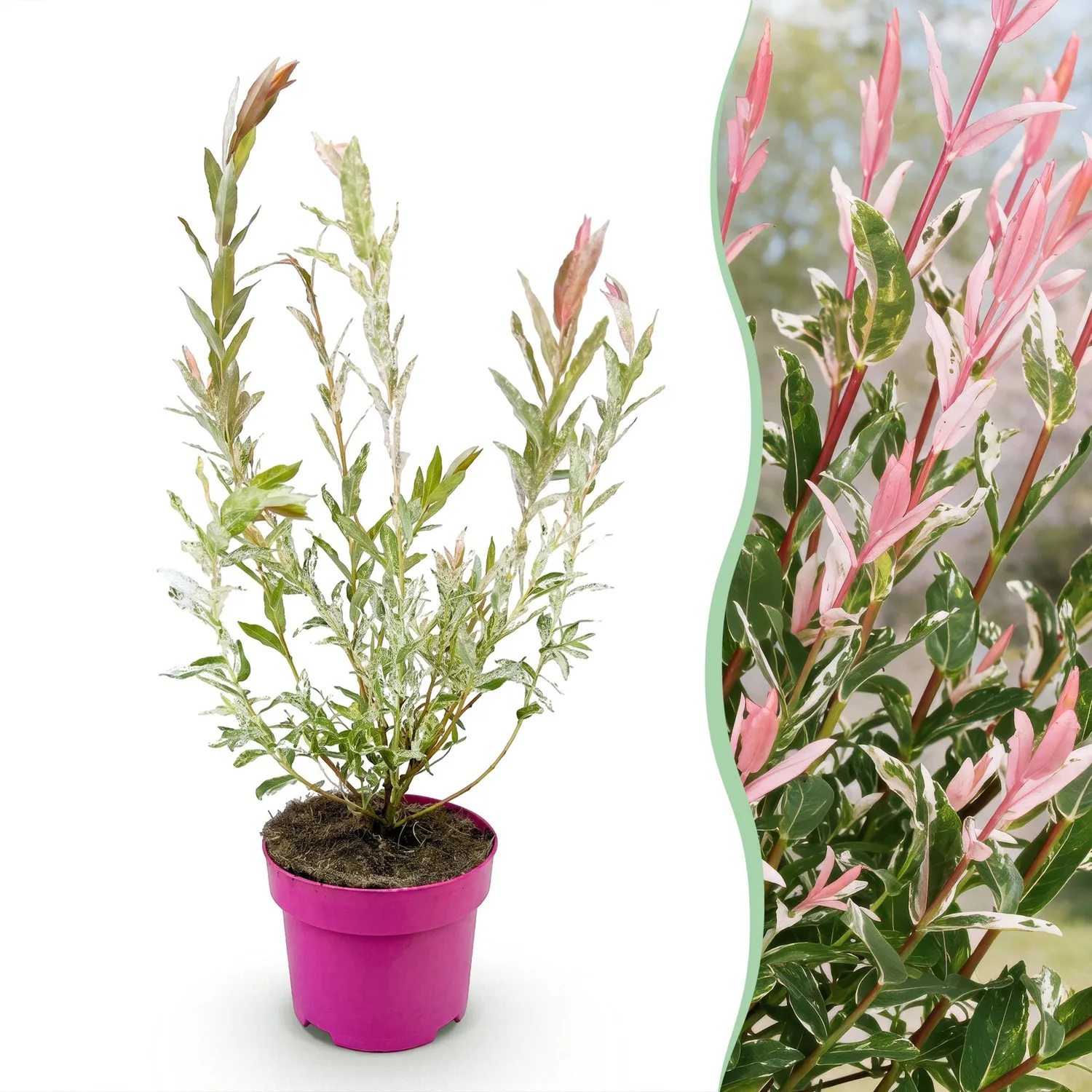 Plant and Stories Saule crevette Flamingo arbuste pot 17 cm panaché