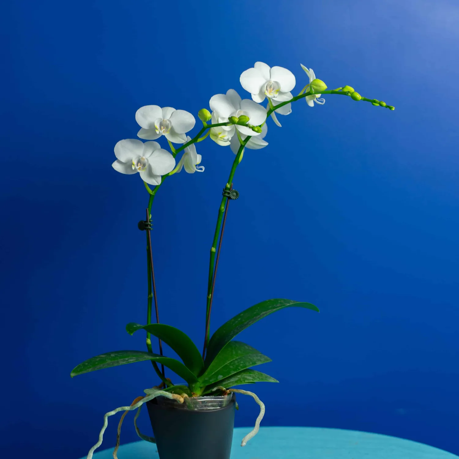 Orchidées de Prestige Brut Sauvage 4 orchidée naturelle