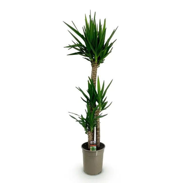 Plant and Stories Yucca elephantipes plante 170cm pot 27cm