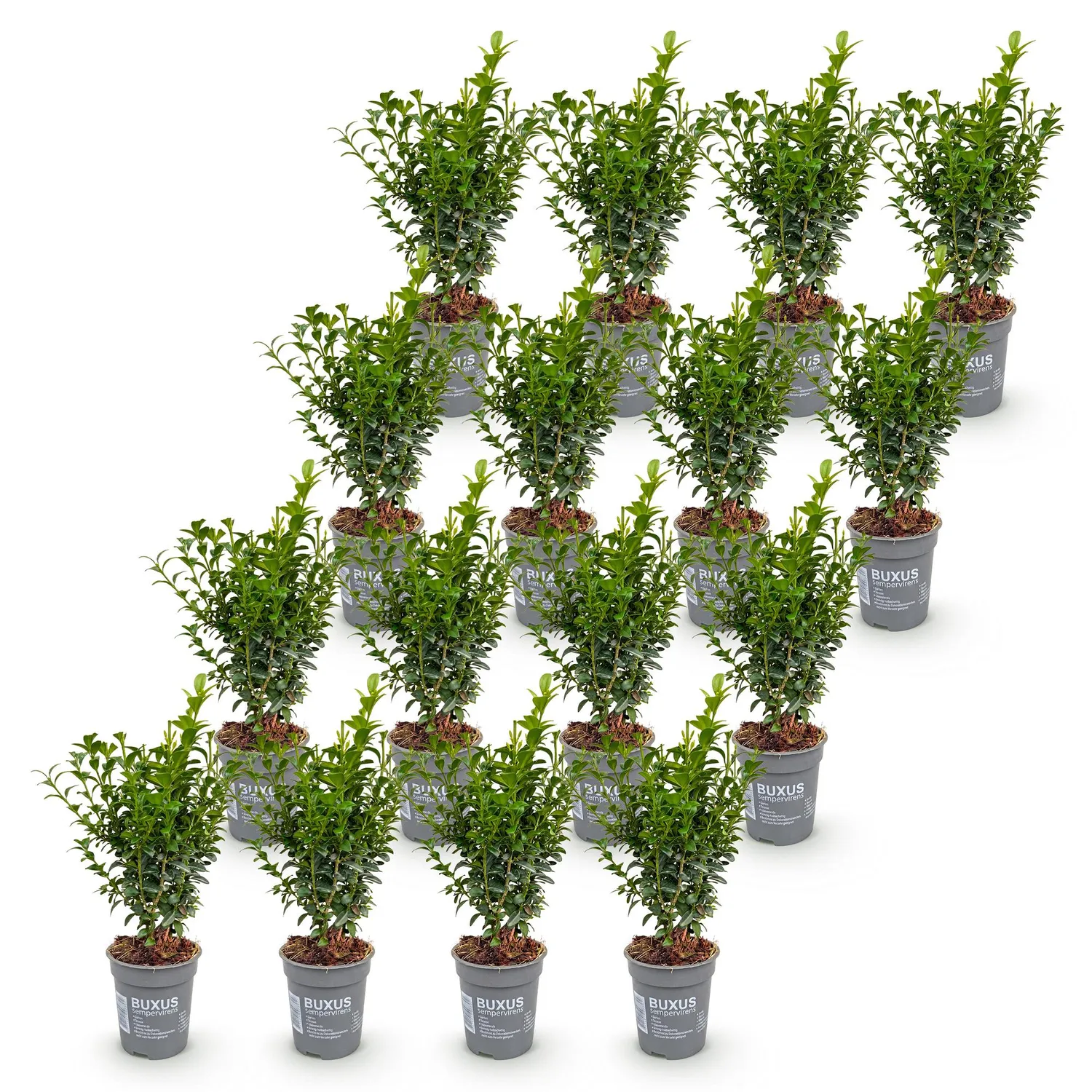 Plant and Stories Buxus buis haie 8 plants pot 9 cm