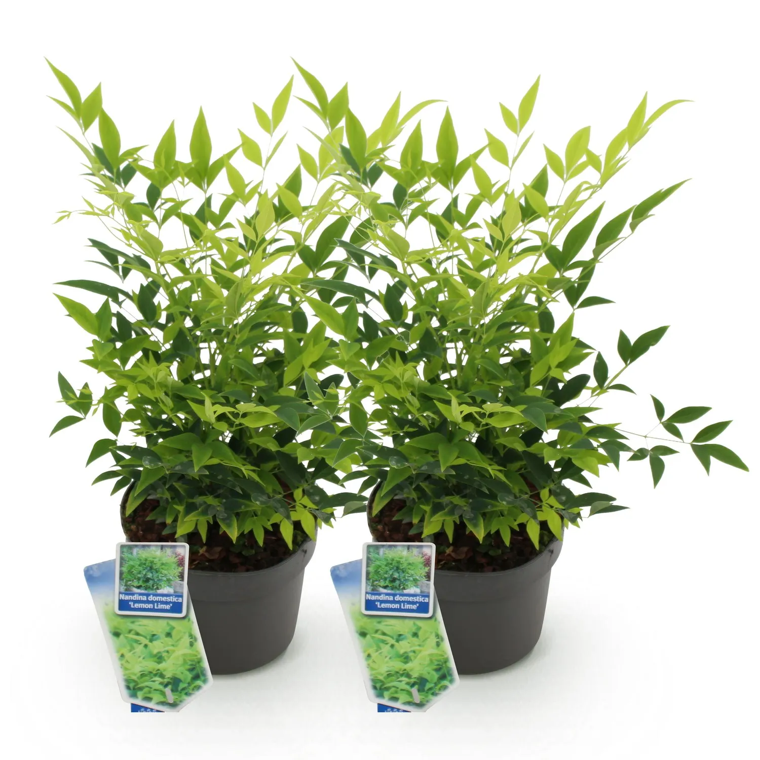 Plant and Stories Nandina Lemon Lime arbuste pot 17 cm persistant