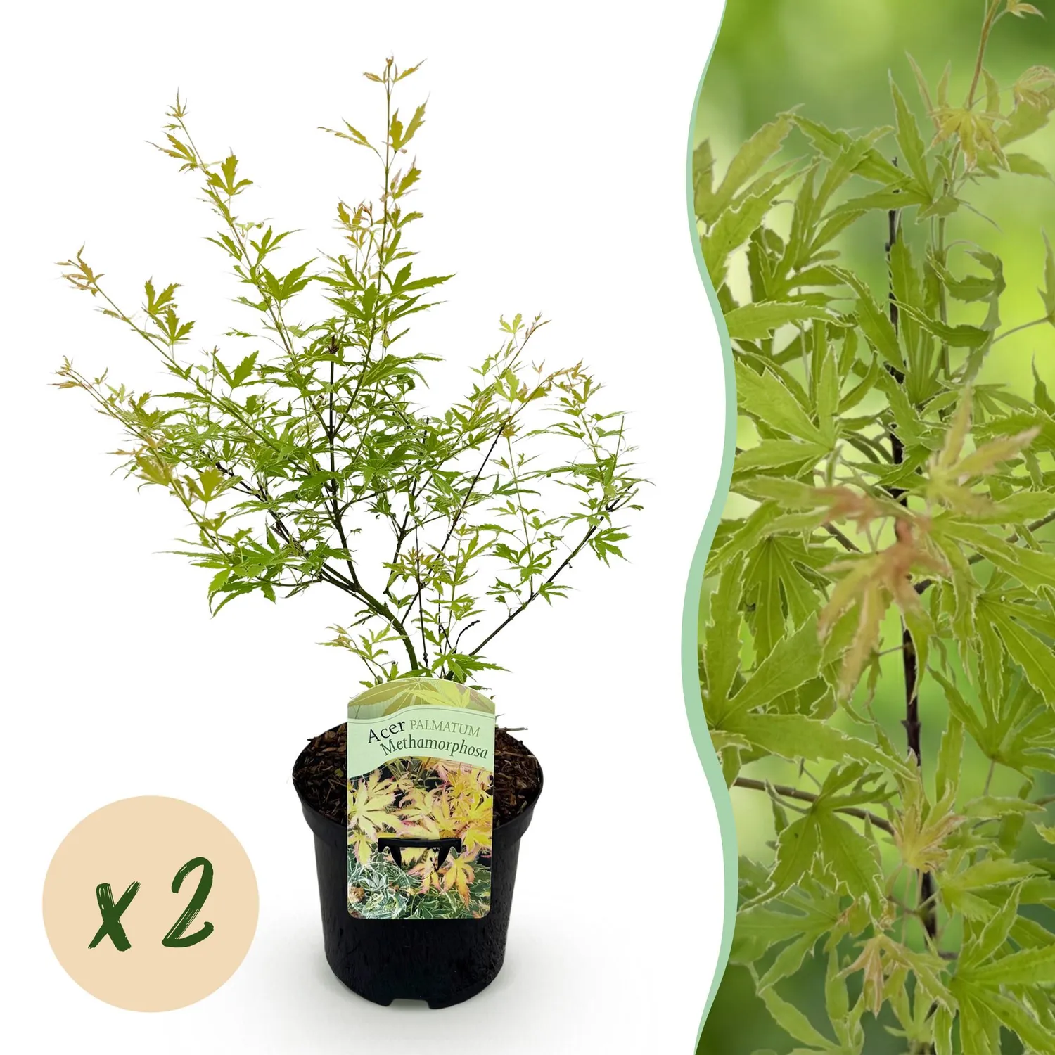 Plant and Stories Metamorphosa érable japon 1 plant pot 19 cm