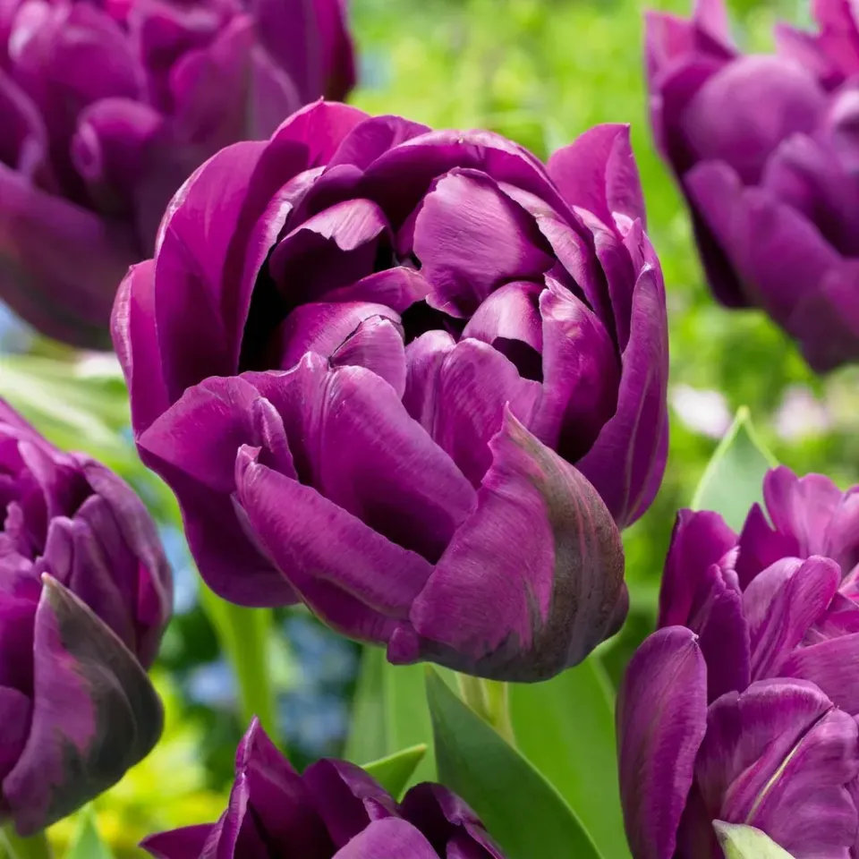 Plant and Stories Tulipe Double Lilas bulbes 24 bulbes violet