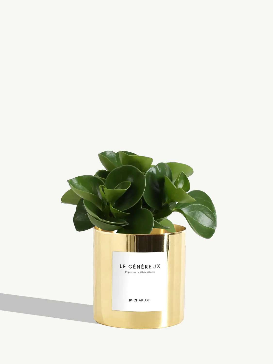 By Charlot Le Généreux plante peperomia pot 10 cm