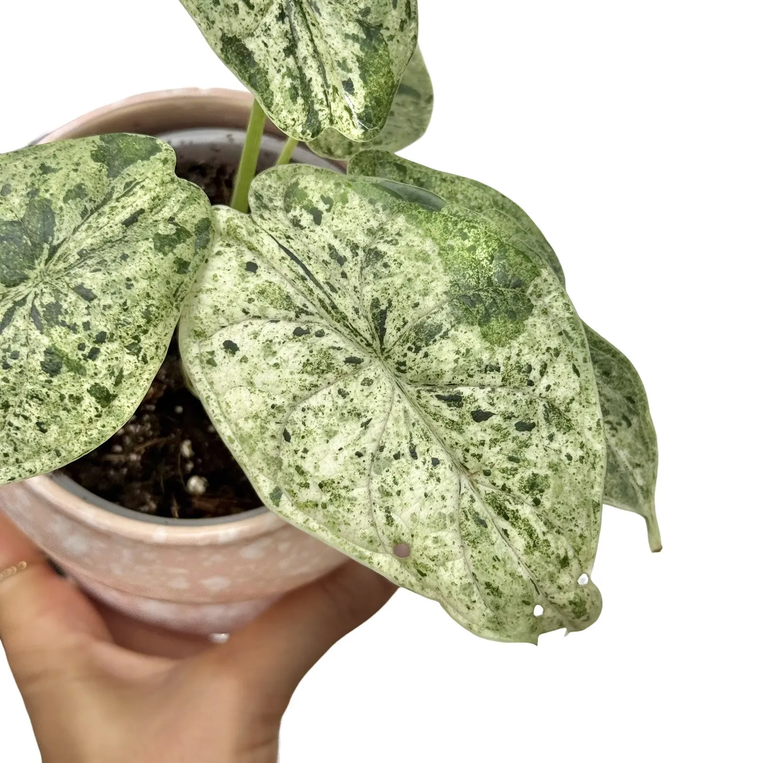Plant and Stories Marble Mint alocasia plante d'intérieur pot 8 cm