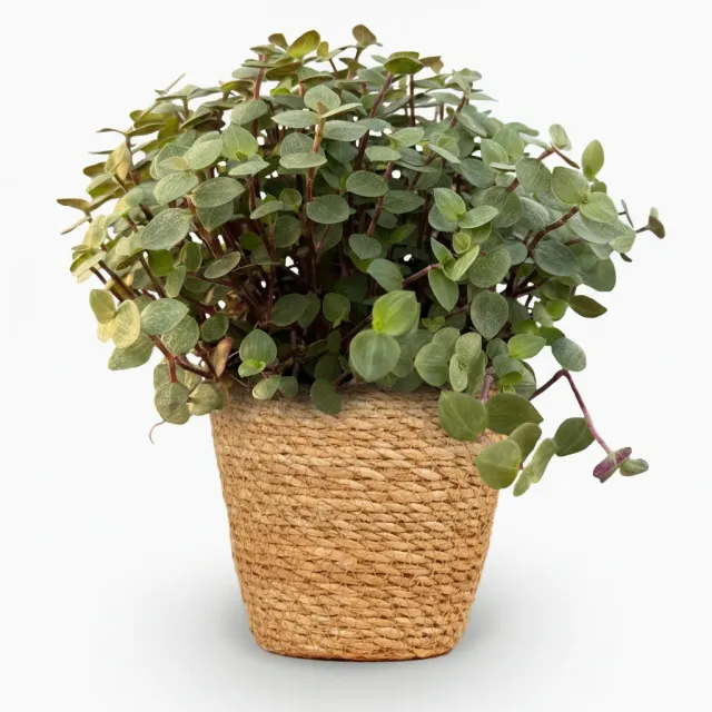 Plant and Stories Callisia repens plante d’intérieur pot 12 cm pet-friendly
