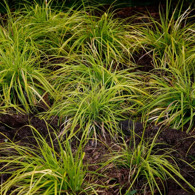 Plant and Stories Laîche Everillo Carex graminée pot 17 cm dorée