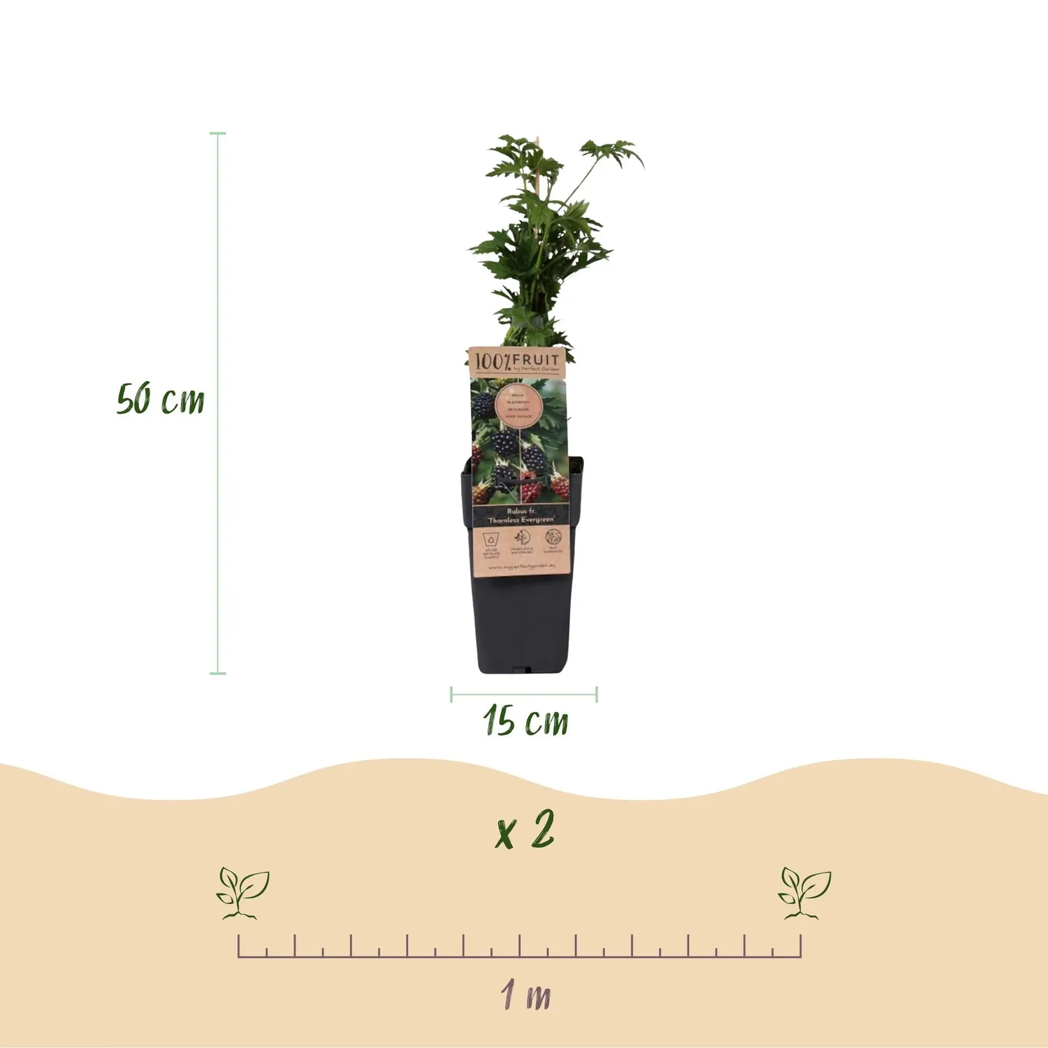 Plant and Stories Thornless Evergreen mûre sans épines lot 2