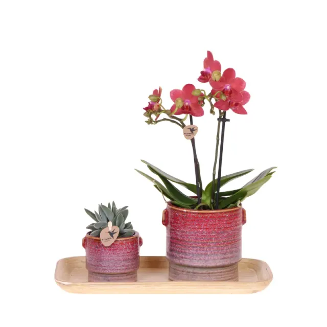Plant and Stories Congo orchidée phalaenopsis rose coffret cadeau