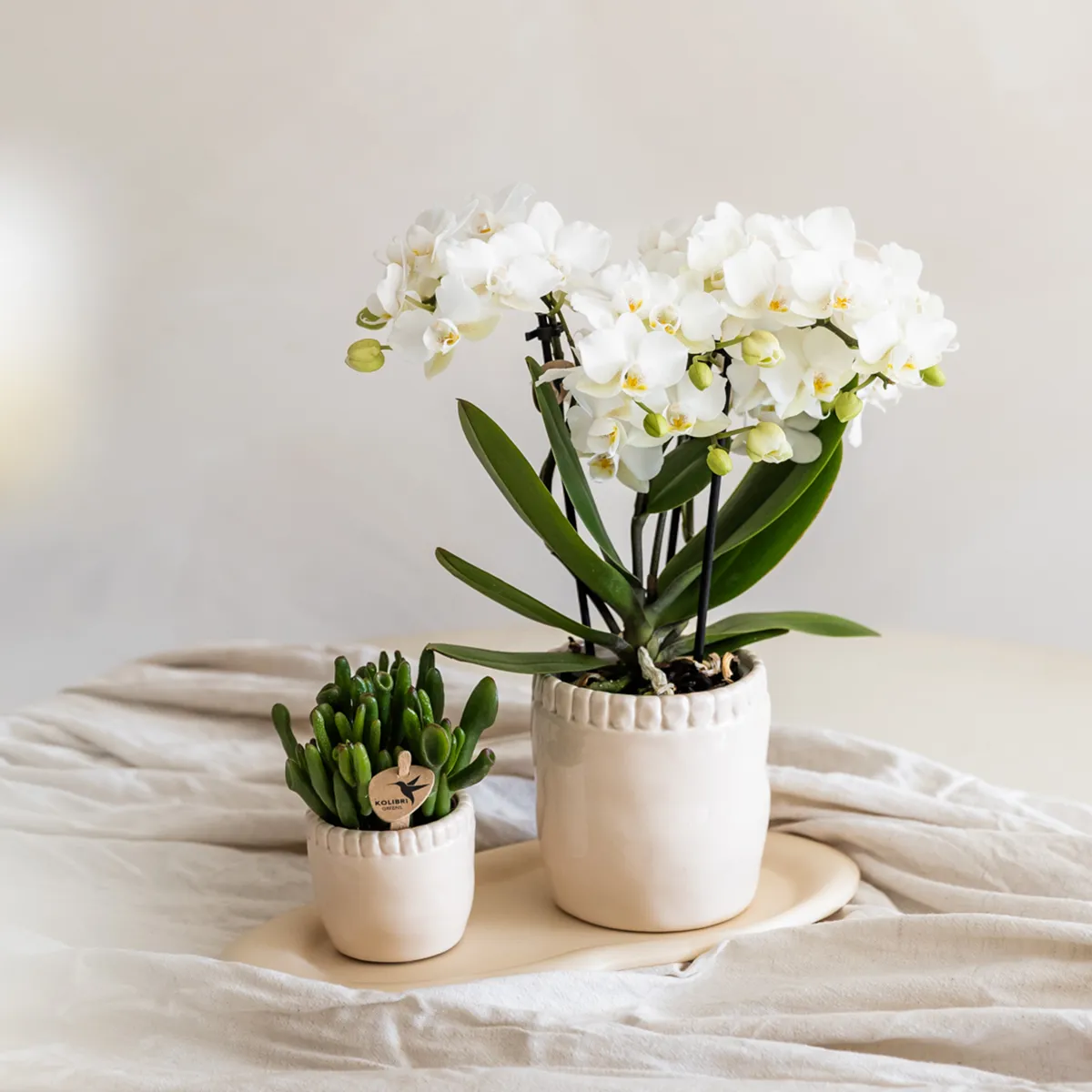 Plant and Stories Phalaenopsis Zurich orchidée blanche pot 9 cm