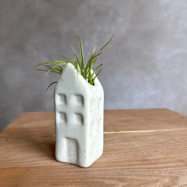 Airplantshop maison miniature Grachtenpandje Tillandsia bleu